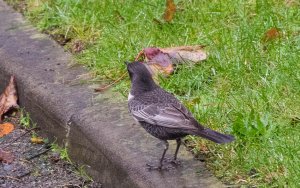 Ring Ouzel