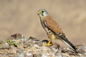 Common Kestrel