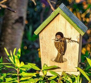 Tree sparrow building an Autumn nest