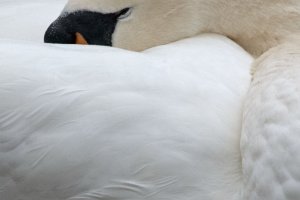 Roosting Mute Swan