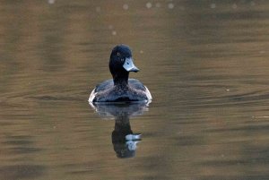 Duck in the park