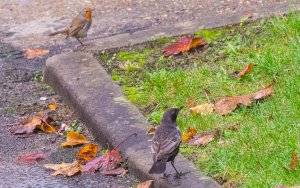 Last Ring Ouzel pic