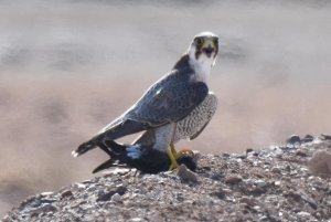 Barbary Falcon with prey(Leaches Petrel)