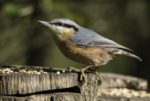 Nuthatch1