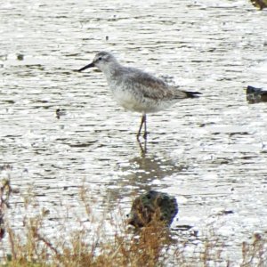 Wader, but which one?