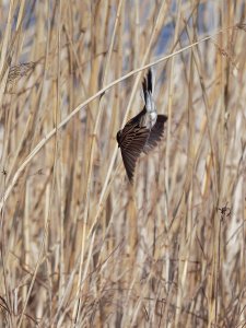 Male reed bunting diving