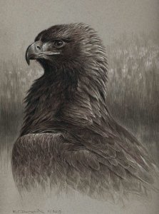 Golden eagle portrait