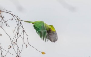 Rose-ringed Parakeet