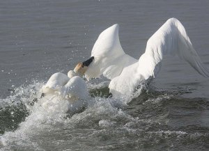 Tundra Tussle.