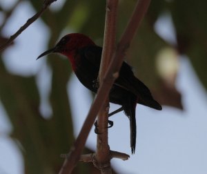 Cardinal Myzomela - Tanna island, Vanuatu