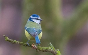 Blue Tit