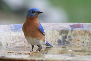 Eastern Bluebird in the Bath
