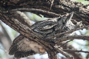 Western Screech-Owl