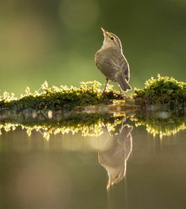 Willow Warbler at drinking pool