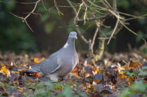 Wood Pigeon