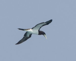 Brown Booby