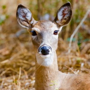 Texas White-tailed Deer (female)