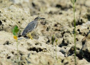 Striated Heron