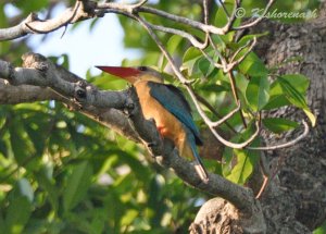 Stork-billed Kingfisher