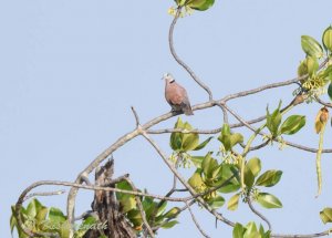 Red Turtle Dove