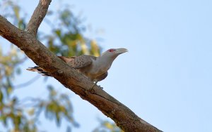 Channel-billed Cuckoo