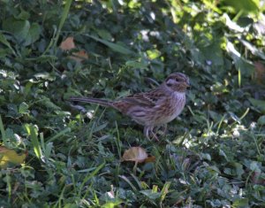 Pine Bunting, Haute-Savoie, France