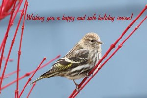 Pine Siskin