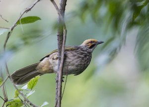 Straw-headed Bulbul