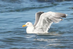 Western Gull x  Glaucous-winged
