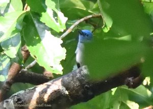 Black-napped Monarch