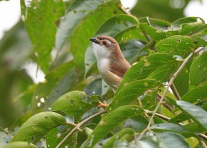 Yellow-Eyed Babbler