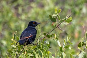 Pale-winged starling