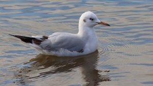 slender-billed gull (1st winter)