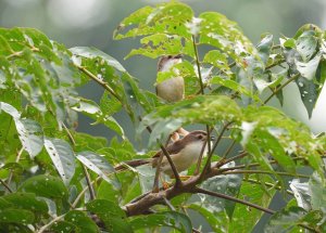 Yellow-Eyed Babblers