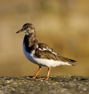 Turnstone