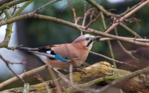 Eurasian Jay