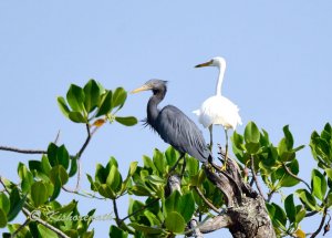 Pacific Reef Heron