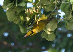 Black-naped Oriole