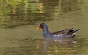 Common Moorhen