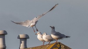 Black-headed Gulls