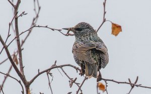 Common Starling