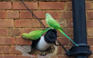 Parakeets looking for a home 1
