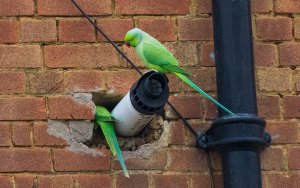 Parakeets looking for a home 2