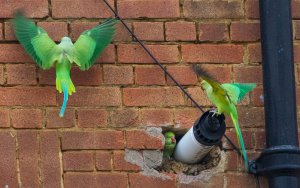 Parakeets looking for a home 3