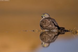 Shikra | Accipiter badius | Desert National Park, India