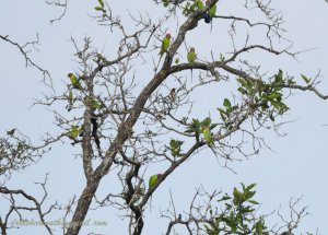 Plum-headed Parakets