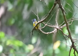 Grey-headed Canary Flycatcher