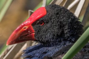 Purple Swamphen