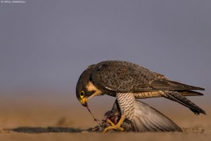 Peregrine Falcon | Falco peregrinus