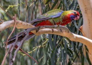 Crimson Rosella (juv)